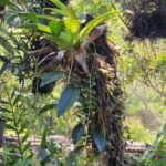 Suculentas - foto Keli (1 (7)